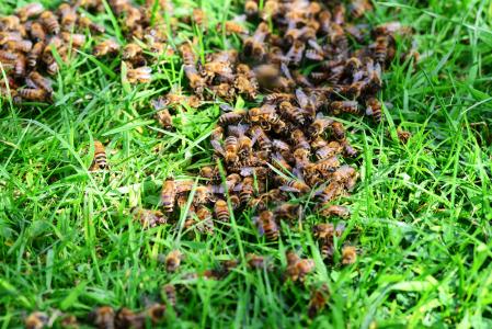 蜜蜂, 蜜蜂, 草, 草坪, 特写, 很多, 蜂巢
