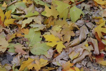 秋天, 叶子, 秋天的树叶, 金色的秋天, 秋天, 11 月, 10 月