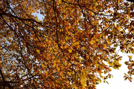 秋天, 五颜六色的树叶, 秋天的心情, 黄色, 叶子, 多彩, 秋天的颜色