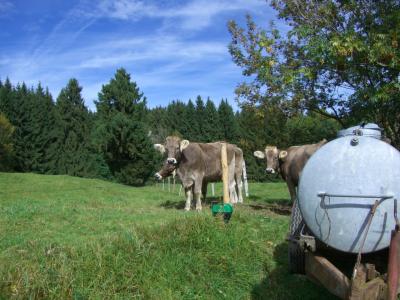 母牛, 幼牛, 牛肉, 水箱, 牧场, 森林, 草甸