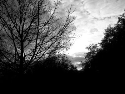 剪影, 树木, 黑色和白色, 天空, 分支机构, morgenstimmung, 阴影