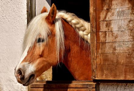 马, 马槽枥, 动物, 骑, 自然, 棕色, 一种动物