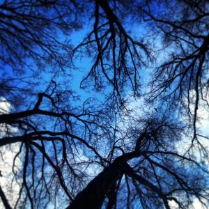 树梢, 树木, 树的树冠, 分支机构, 蓝蓝的天空, 停车, 森林