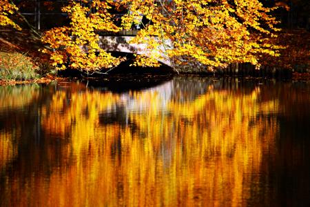 秋天的落叶, 秋天, 水域, 水, 镜像, 秋天的颜色, 反思