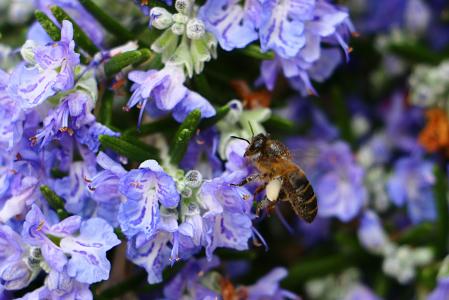 蜜蜂, 迷迭香, 花粉, 花, 紫色, 昆虫, 一种动物
