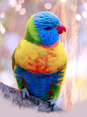 鹦鹉, 鸟, 多彩, 羽毛, 羽毛, 条例草案, 颜色