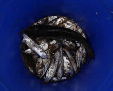鱼, 干燥, 印度油沙丁鱼, 沙丁鱼 longiceps, 射线鳍鱼, 沙丁鱼, 海