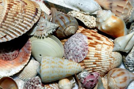 海贝壳, 壳, 海滩贝壳, 模式, 设计, 收集器, 海洋