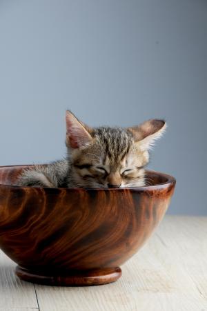 宠物, 猫, 睡覺, 打瞌睡, 猫碗