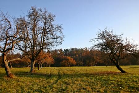 果园, 秋天, 自然, 景观, 德国, 农业, 分散的果子树