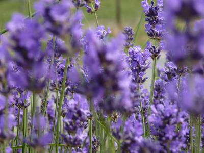 熏衣草, 花, 气味, 夏季, 字段, 紫罗兰色, 自然