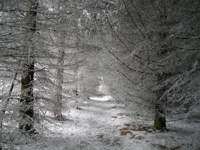 树木, 自然, 雪, 冬天