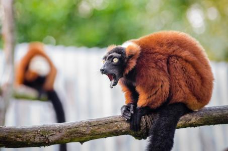 红毛狐猴, 野生动物, 马达加斯加, 自然, 肖像, 寻找, 异国情调