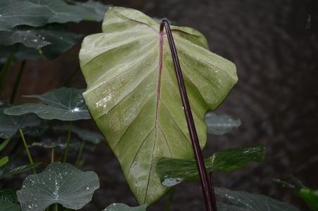 叶, 自然, 潮湿, 雨滴, 掉落植物叶子, 水, 植物