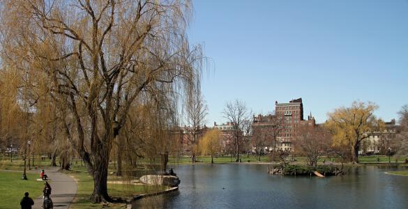 公共花园, 波士顿, 公园, 常见, 具有里程碑意义, 树, 建筑
