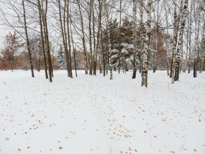 冬天, 自然, 景观, 公园, 雪, 树木, 感冒