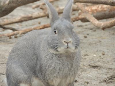野兔, 灰兔, 动物, 复活节, 哺乳动物, 兔-动物, 可爱