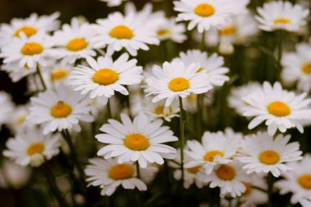 黛西, 花, 白色, 植物, 自然, 夏季