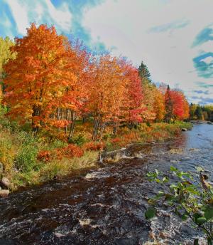 秋天, 秋天, 颜色, 颜色, 加拿大, 橙色, 自然
