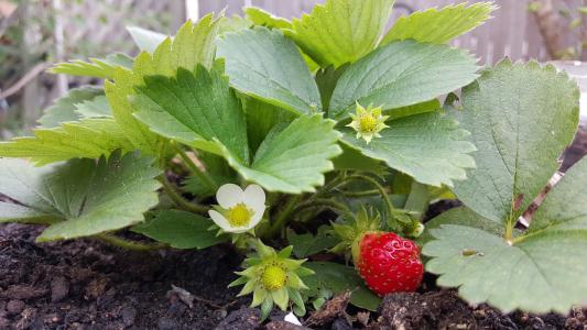 草莓, 花, 红色, 浆果, 花园, 绿色的叶子, 花园里的草莓