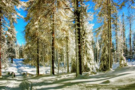 冬天, 雪, 寒冷, 景观, 树, 白色, 自然