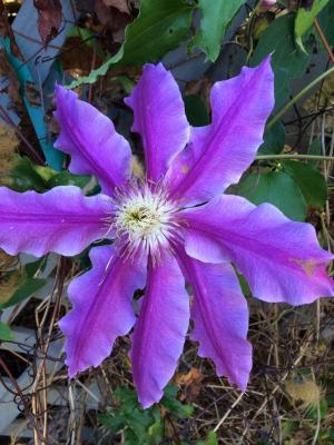 铁线莲, 紫色的小花, 开花藤