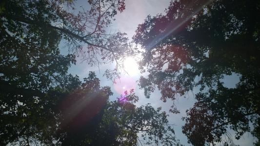 太阳, 树木, 闪耀, 夏季, 分支机构, 树梢, 自然