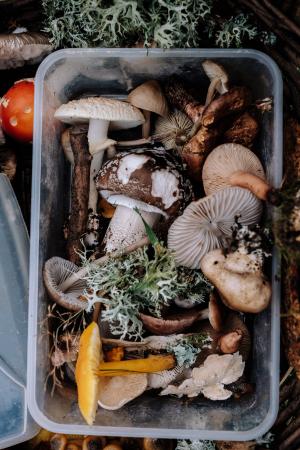 蘑菇, 真菌, 食品, 户外, 集装箱, 蔬菜, 食物和饮料