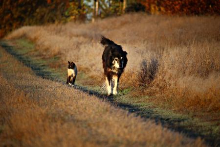狗, 猫, 走了, 步行, 边境牧羊犬, 边框, 牧羊犬