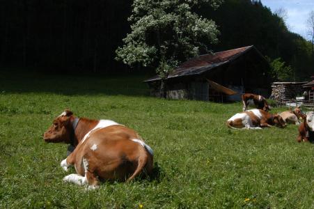 母牛, 瑞士, 牛奶