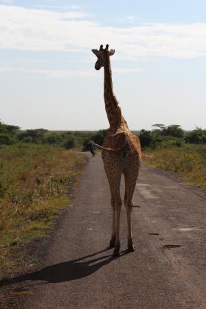 长颈鹿, 道路, 非洲, 萨凡纳, 野生动物园, 旅行, 动物主题