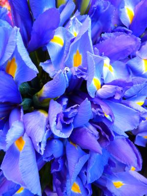 虹膜, 蓝色, 花, 花, 自然, 植物, 花瓣