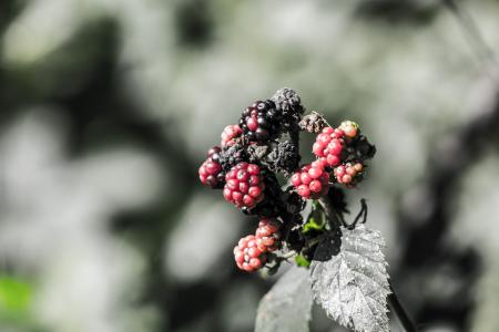 黑莓, 浆果, 黑色, 红色, 水果, 野生, 自然