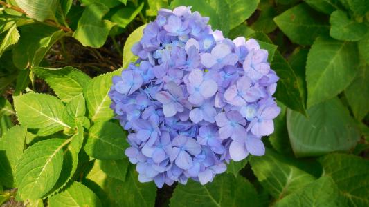 绣球花, 花, 蓝色, 春天, 花园, 自然