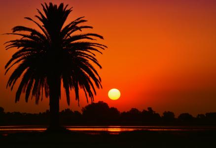 日落, 景观, 拉古纳, 棕榈树, 剪影, 橙色, 树