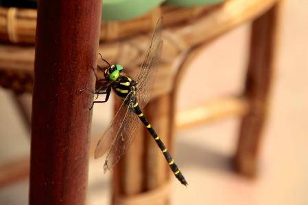 蜻蜓, 昆虫, 昆虫, 翼, 野生动物, bug, 野生