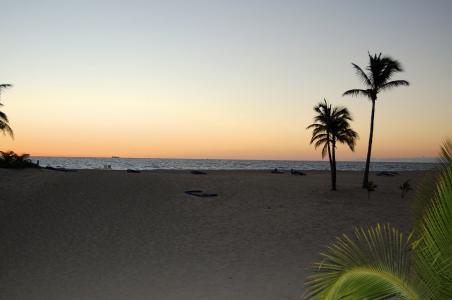 日落, 海滩, 棕榈