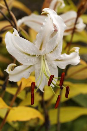 百合, 百合 speciosum 专辑, 白色的百合, 洋葱植物