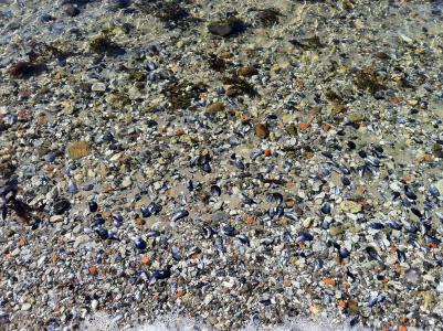 海贝壳, 海滩, 海, 壳, 水, 沙子, 卵石