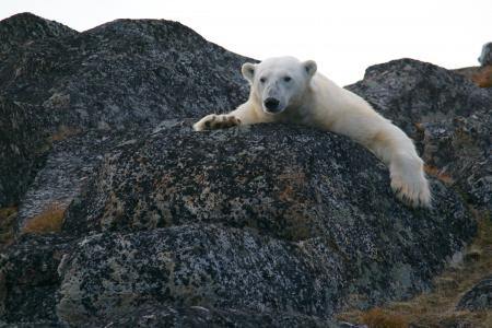 动物, 熊, 北极熊, 岩石, 野生动物