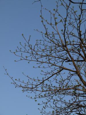 树, 分支机构, 春天, 天空, 蓝色
