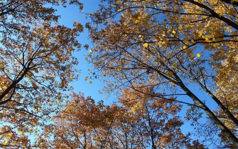 秋天, 晴朗天空, 树木