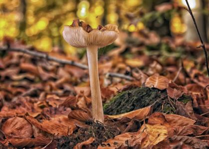 蘑菇, 森林, 秋天, 叶子, 松茸采摘, 自然, 有毒