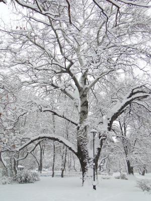 冬天, 树, 公园, 雪, 自然, 低温, 分公司
