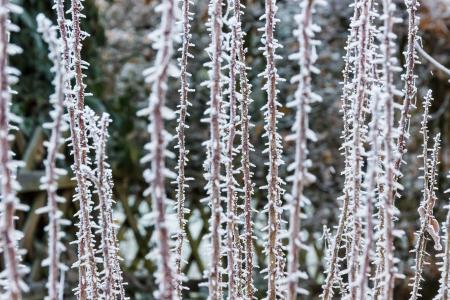 弗罗斯特, 感冒, 冬天, 冻结, 冰, 植物, eiskristalle
