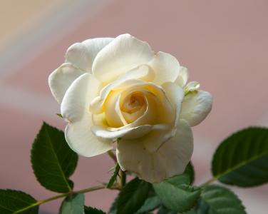 罗莎, 花瓣, 白玫瑰, 纹理