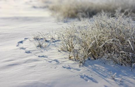 弗罗斯特, 痕迹, 雪, 草, 白霜, 冬天, 寒冷的温度