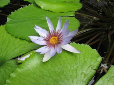 盛开的莲花, 水生植物, 池塘里植物, 开花, 绽放, 紫罗兰色, 自然