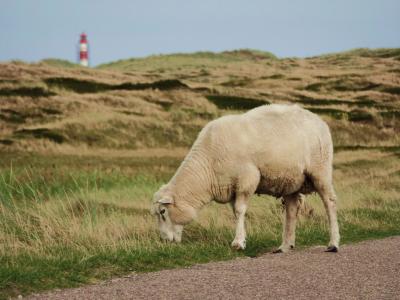 羊, 叙尔特岛, 北海, 绵羊的毛, 牧场, 道路, 动物