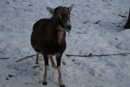 羊, 穆福隆, 冬天, 雪, 冬季毛皮, 寒冷, 感冒
